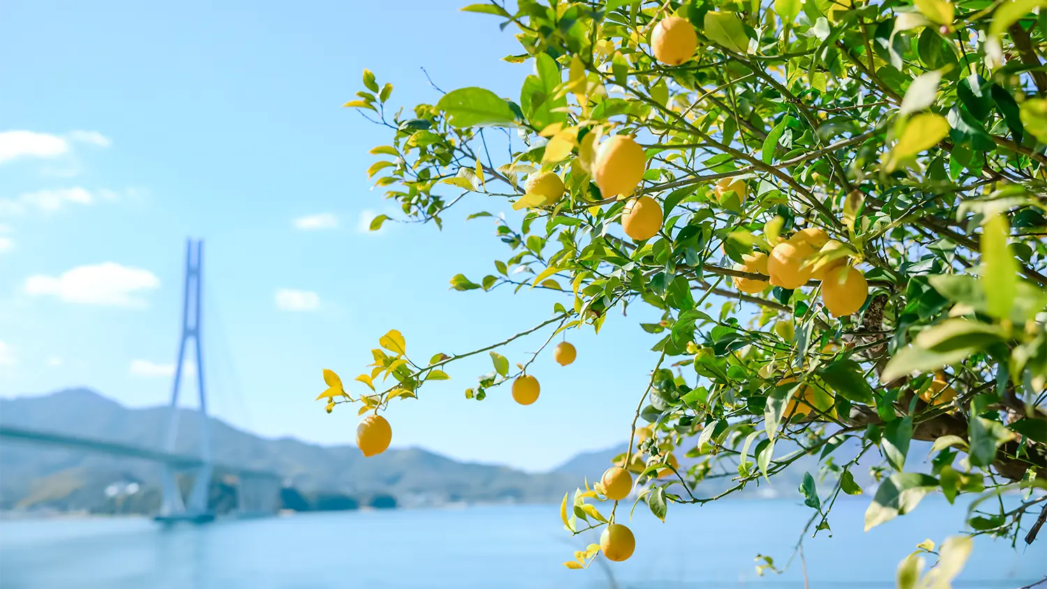 瀬戸大橋とレモン